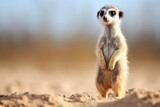 alert meerkat standing upright against sand background