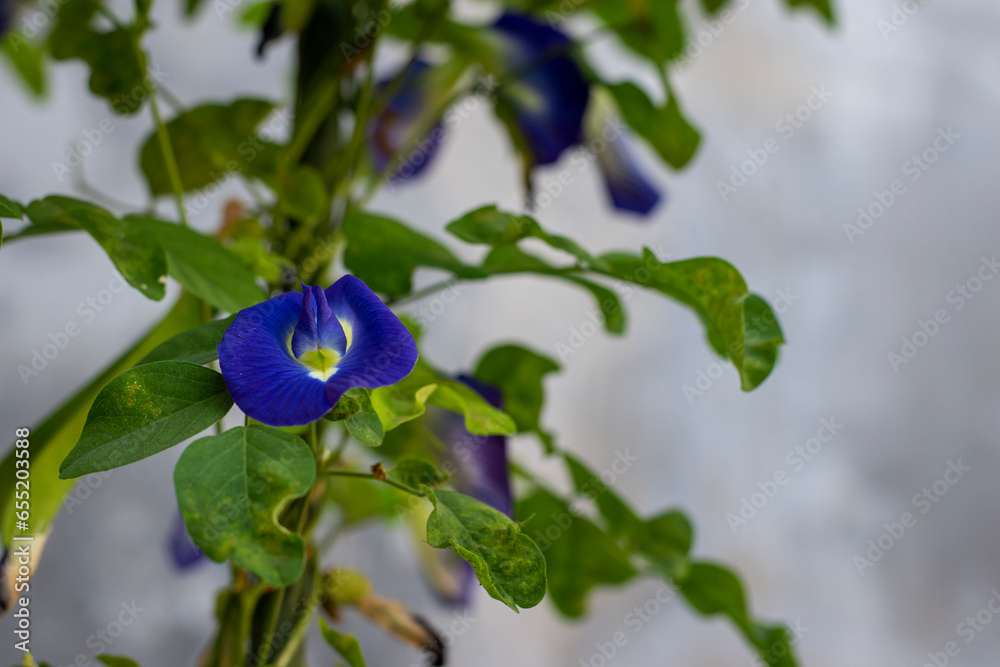 Purple butterfly pea flower is a natural herbal medicine Purple butterfly pea flower is a natural herbal medicine