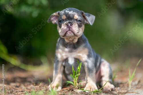 Französische Bulldoge im Feld © Rouven