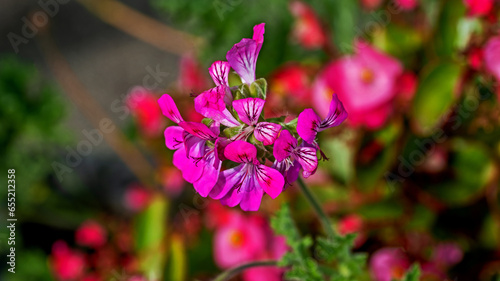 Inflorescences of an ornamental plant called Fragrant Pelargonium, which residents very often decorate flowerbeds and balconies in the city of Białystok in Podlasie, Poland.