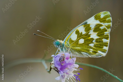 Multicolored butterfly in the nature . macro photography