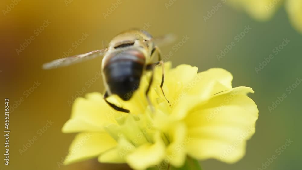 Macro video of a bee on a yellow flower Macro video of a bee on a yellow flower