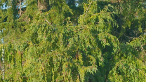 Cupressaceae Famiily - Thuja Trees. Branches Of Tree Swaying In The Wind. Still. photo