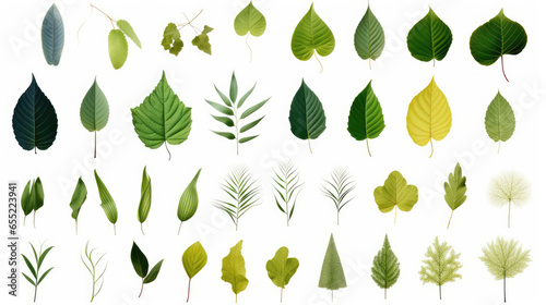 Many leaves on a white background