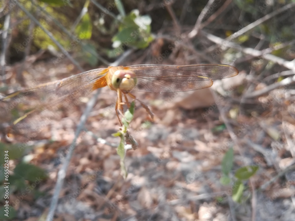 Dragonfly sitting on the branches of the plants and trees Dragonfly sitting on the branches of the plants and trees