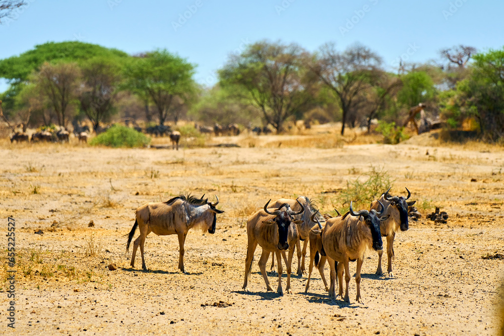 artiodactyls in the African savanna