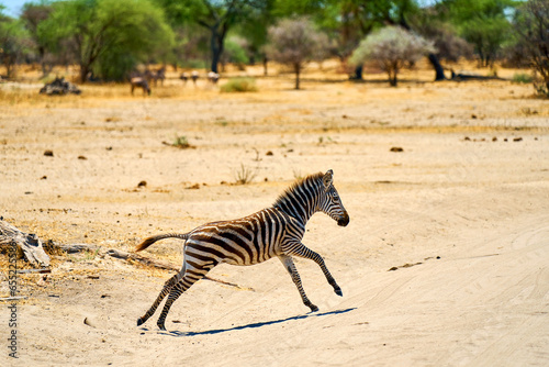 zebras in the african savanna