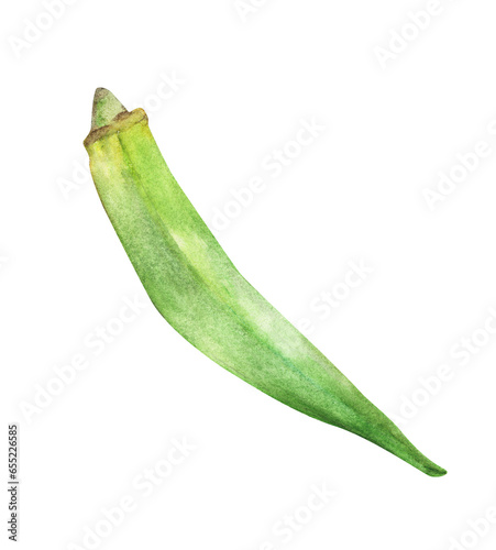 Watercolor illustrations of fresh okra or green roselle. photo