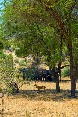 wild african savanna with animals