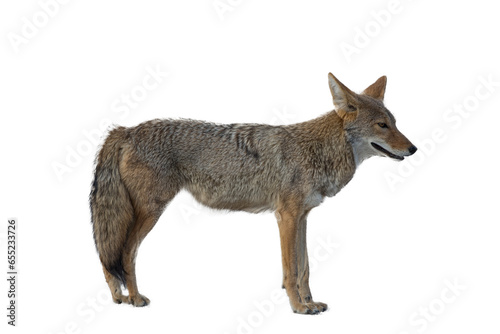 coyote isolated on transparent background © Sven Taubert