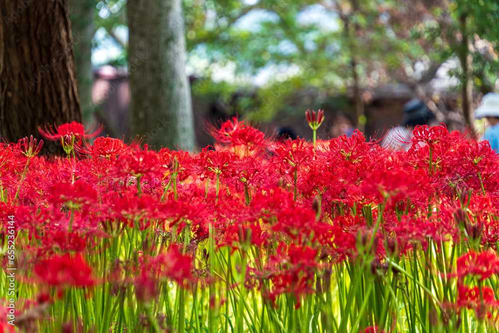 彼岸花(巾着田公園) 彼岸花(巾着田公園)