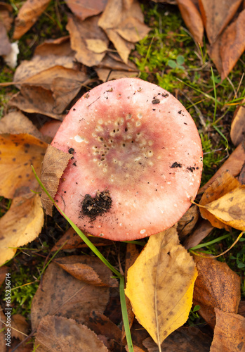 Russula mushroom in the ground in the forest in autumn