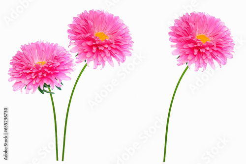 Colorful bright flower aster isolated on white background.