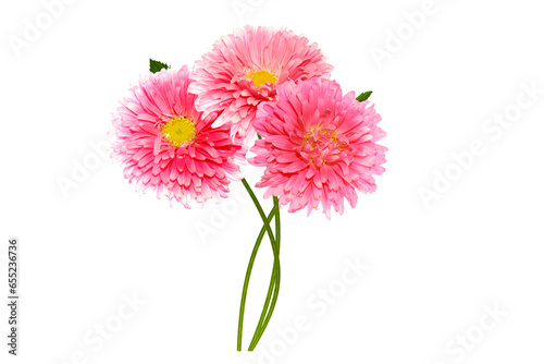 Colorful bright flower aster isolated on white background.