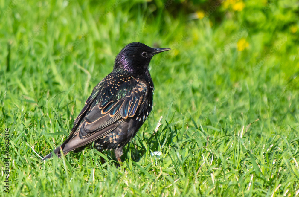 Obraz premium Portrait of a black starling on green grass