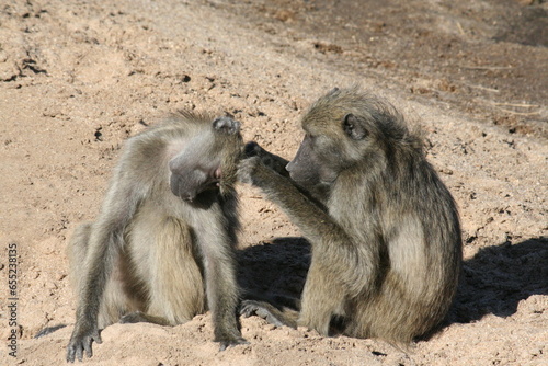 Chacma Baboon Grooming in the Kruger National Park