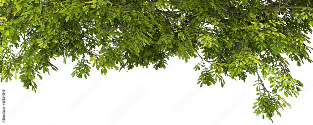Fototapeta premium Isolate jungle tropics leafs foliage tree growth cutout backgrounds 3d illustration png