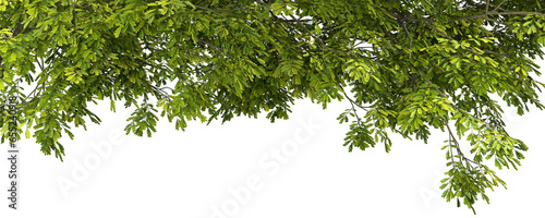 Isolate jungle tropics leafs foliage tree growth cutout backgrounds 3d illustration png © Krit