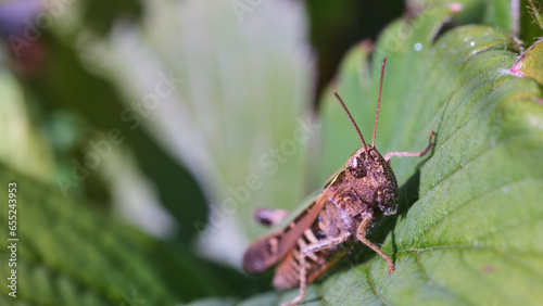 Saltamontes marrón adulto tomando el sol sobre una hoja en la naturaleza