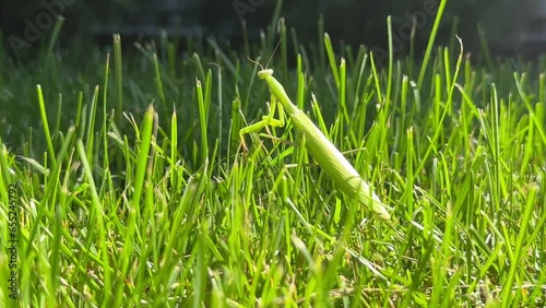 Predatory insect, close-up. Large mantis on green grass. Large female green mantis (Hierodula transcaucasica) photo