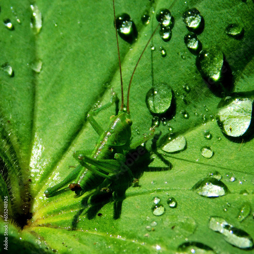 water drops on leaf