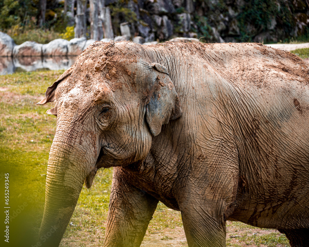 Fototapeta premium Eléphant d'Asie