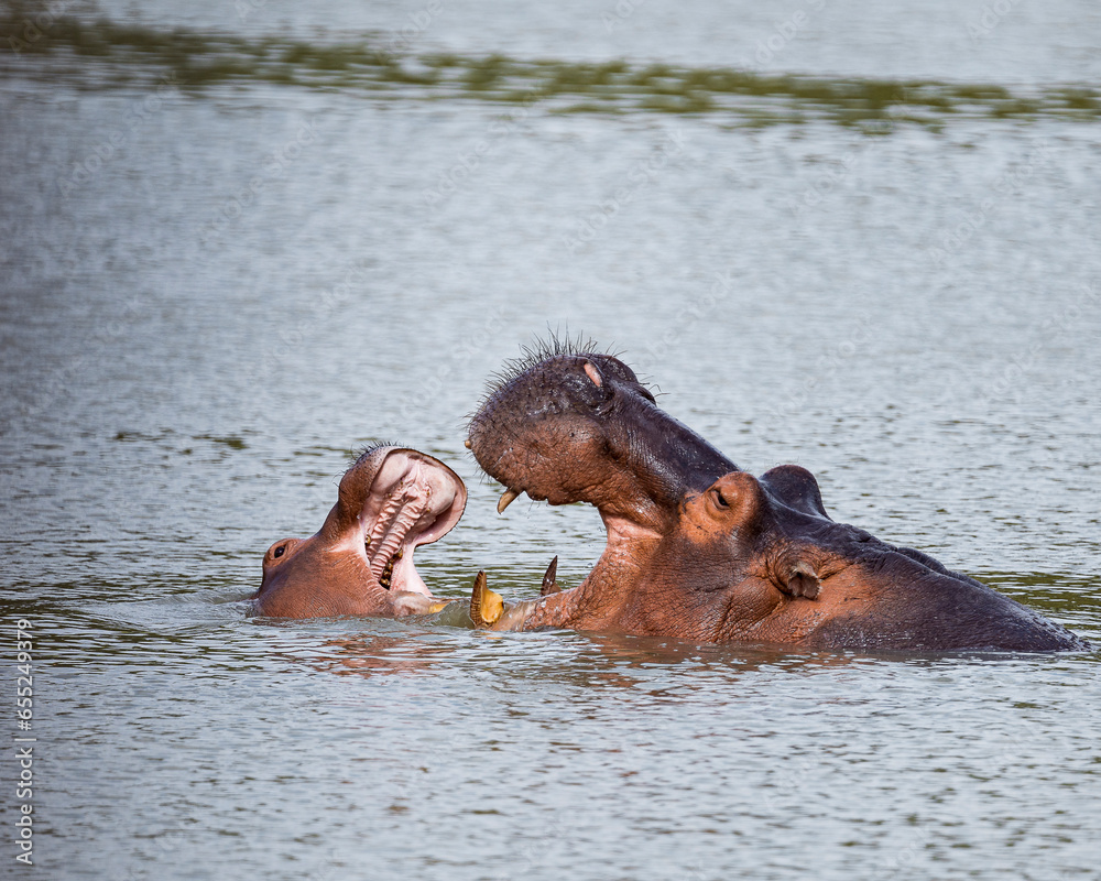 Fototapeta premium Famille d'hippopotames
