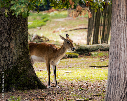 Cobe de Lechwe photo