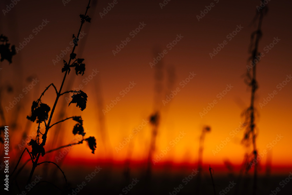 Obraz premium sunset in the field