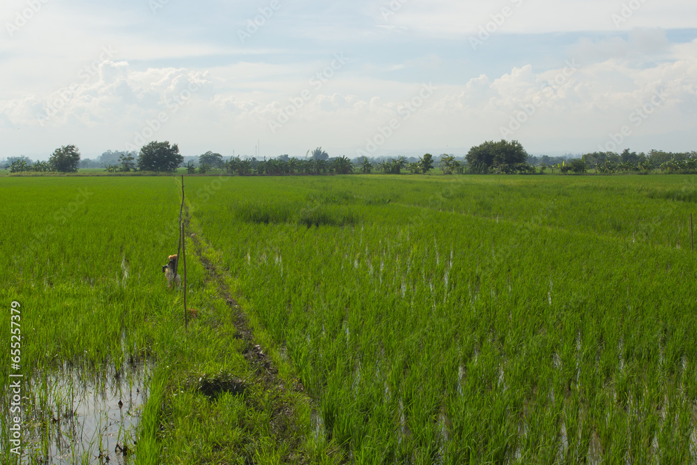 Obraz premium green rice field with sky