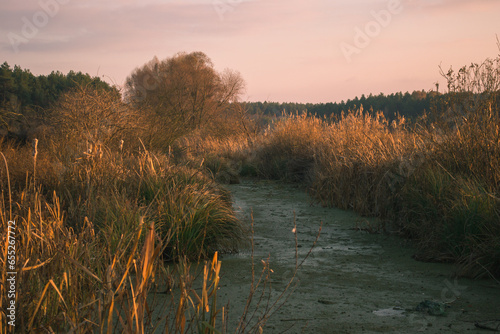 Sunset illuminates dry reeds on a muddy swamp, with pine trees on the background (ID: 655267772)