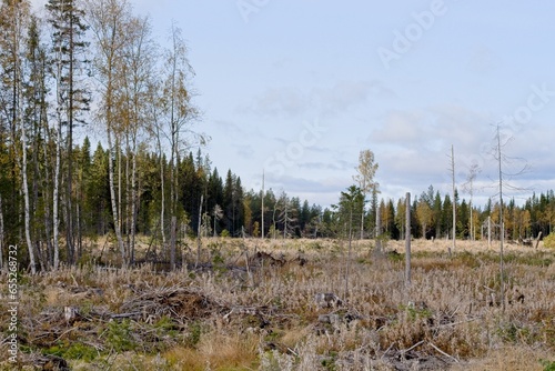 A fragment of a cleared forest in autumn colors