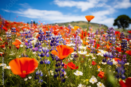 A vast and colorful field of wildflowers in full bloom, showcasing the love and creation of vibrant and fleeting natural displays, love and creation