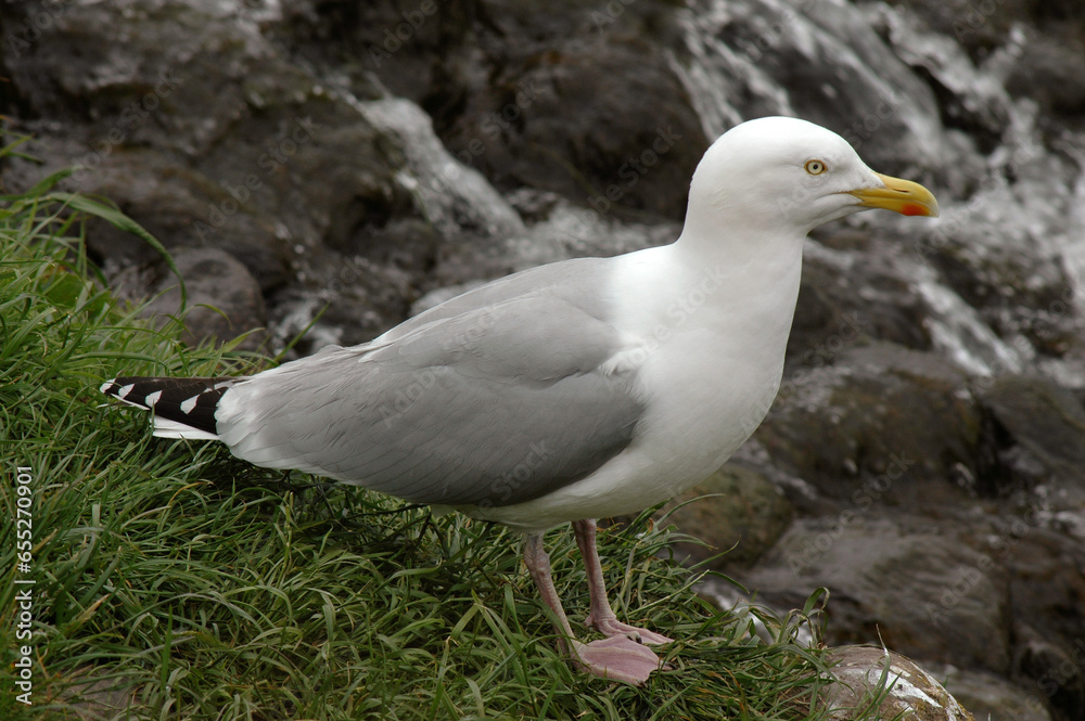 Goéland argenté,.Larus argentatus, European Herring Gull, Goéland argenté,.Larus argentatus, European Herring Gull,