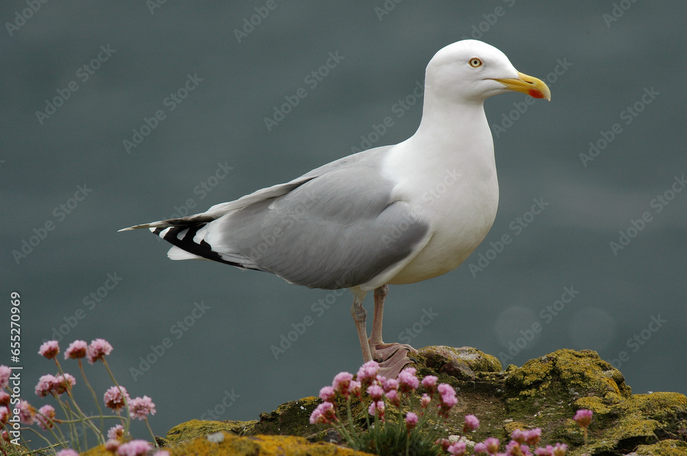 Goéland argenté,.Larus argentatus, European Herring Gull, Armérie maritime, Armeria maritima Goéland argenté,.Larus argentatus, European Herring Gull, Armérie maritime, Armeria maritima