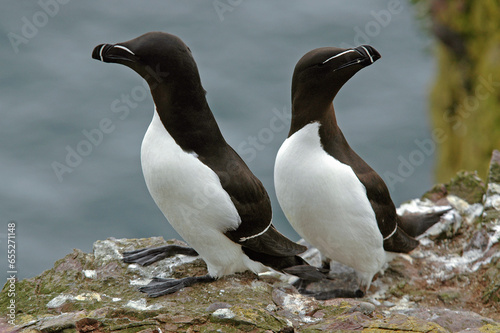 Pingouin torda, Petit Pingouin, .Alca torda, Razorbill, nid photo