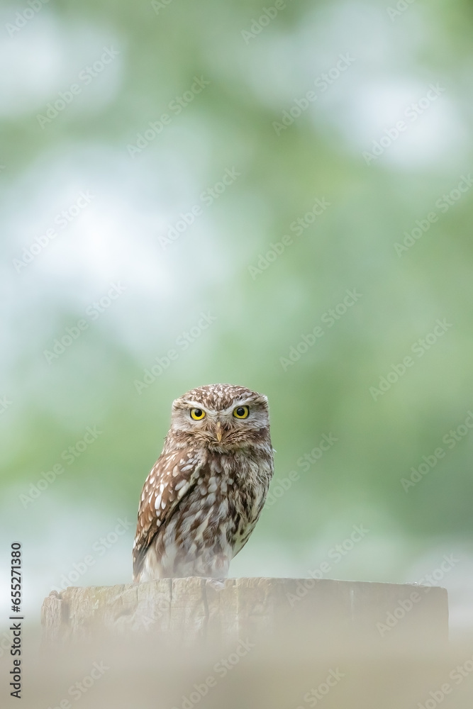 custom made wallpaper toronto digitalLittle owl (Athene noctua) perched on a fence post, kalkense meersen, Belgium