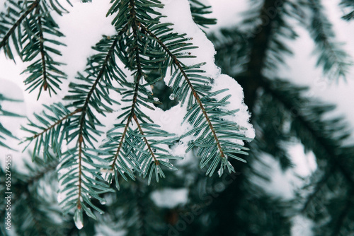 Close up of fir tree branch covered with snow in winter forest. Real winter and Christmas background