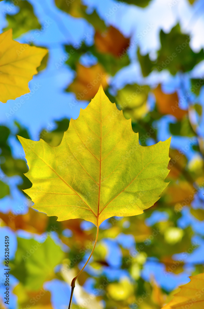 Bright autumn leaves in the park on tree branches Bright autumn leaves in the park on tree branches