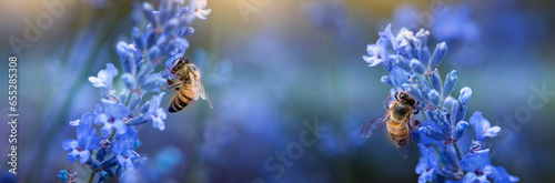 Honey bee pollinating lavender flowers. Plant decay with insects. Blurred summer background of lavender flowers with bees.