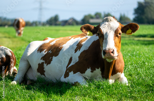 white and brown cow is lying in the sun in the meadow. Traditional Dutch picture