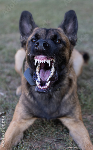 Beautiful angry Aggressive dog Belgian Shepherd Malinois grab criminal's clothes. Service dog training. Dog bites clothes. Angry attack. Evil teeth in grin. Working, Guard dog. Service training