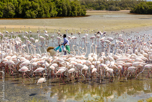 Greater Flamingos (Phoenicopterus roseus) at Ras Al Khor Wildlife Sanctuary in Dubai being fed with grains by a worker. photo