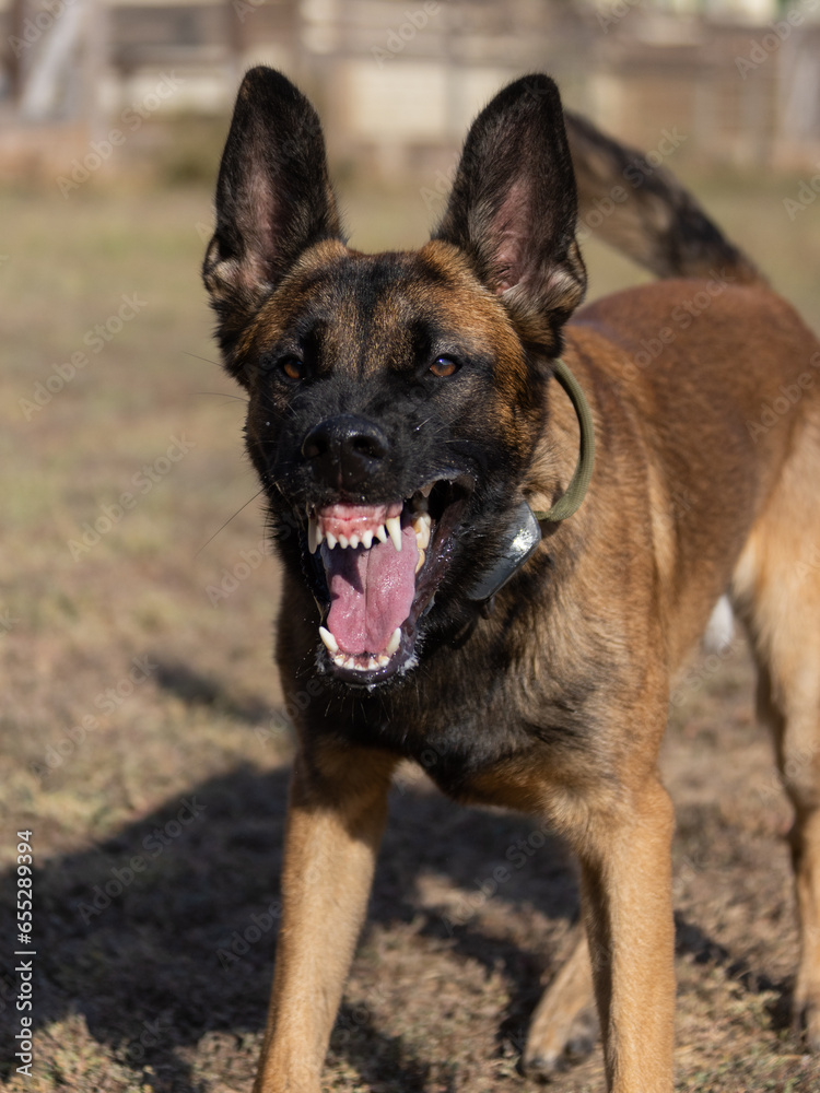 Beautiful angry Aggressive dog Belgian Shepherd Malinois grab criminal's clothes. Service dog training. Dog bites clothes. Angry attack. Evil teeth in grin. Working, Guard dog. Service training Beautiful angry Aggressive dog Belgian Shepherd Malinois grab criminal's clothes. Service dog training. Dog bites clothes. Angry attack. Evil teeth in grin. Working, Guard dog. Service training