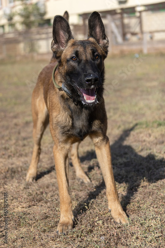 Beautiful angry Aggressive dog Belgian Shepherd Malinois grab criminal's clothes. Service dog training. Dog bites clothes. Angry attack. Evil teeth in grin. Working, Guard dog. Service training