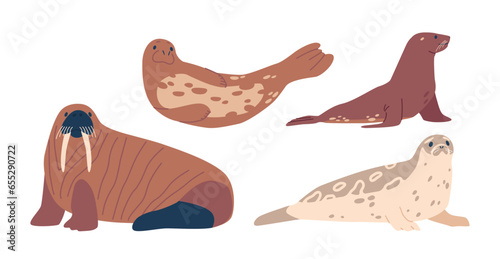 Seal and Walrus, A Magnificent Arctic Marine Mammal, Boasts Ivory Tusks, A Robust Physique, Vector Illustration