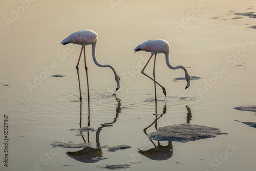 Greater Flamingos (Phoenicopterus roseus) at Ras Al Khor Wildlife Sanctuary in Dubai, wading synchronized in lagoon and fishing, reflections in the water, sunset.