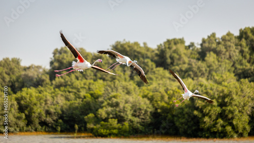 Three Greater Flamingos (Phoenicopterus roseus) flying over mangrove forest in Ras Al Khor Wildlife Sanctuary in Dubai, UAE.