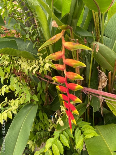 The flowers from the plant are divided into lobes.