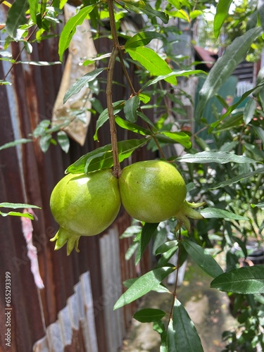 green apple on tree